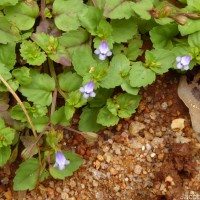 Torenia crustacea (L.) Cham. & Schltdl.